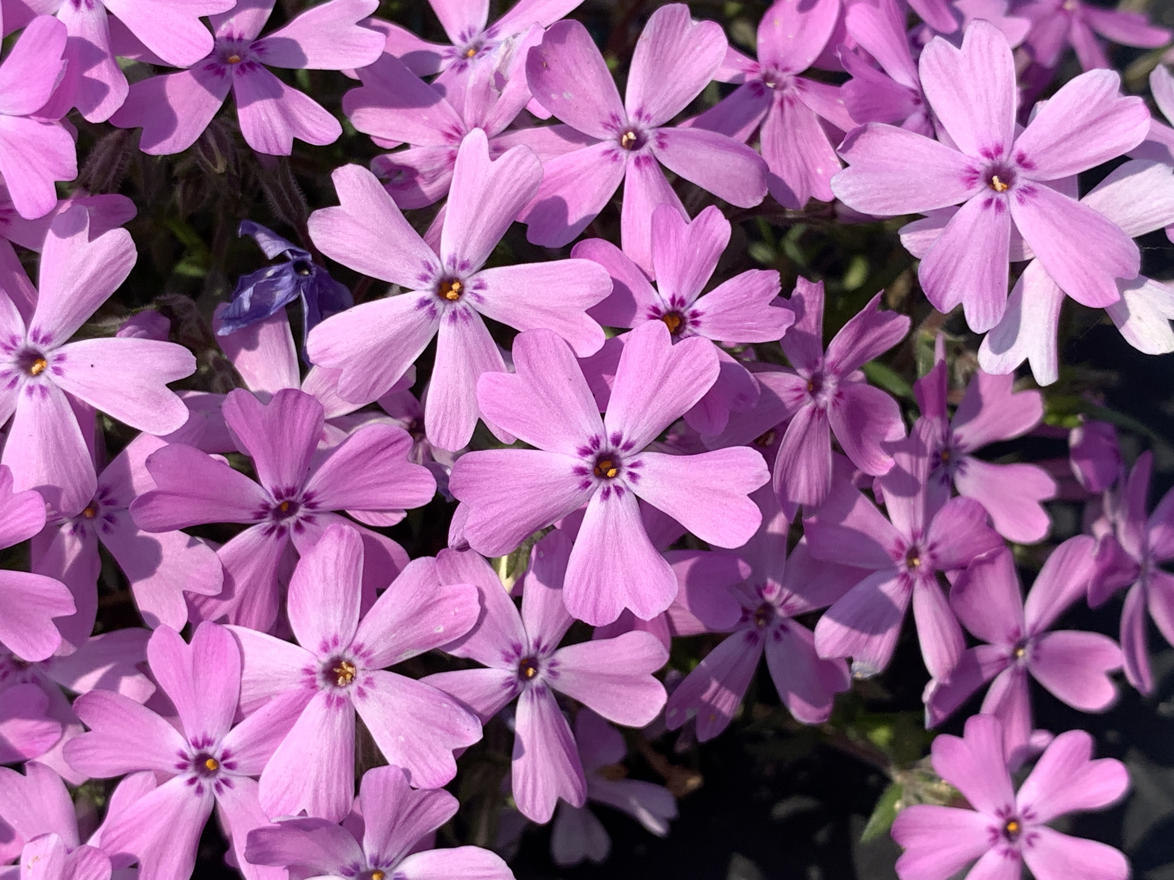 Phlox ‘Sambun’